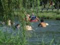 www.canoamartesana.it_canoa_kayak_milano_galleria_giornata_diversamente_abili_foto_76